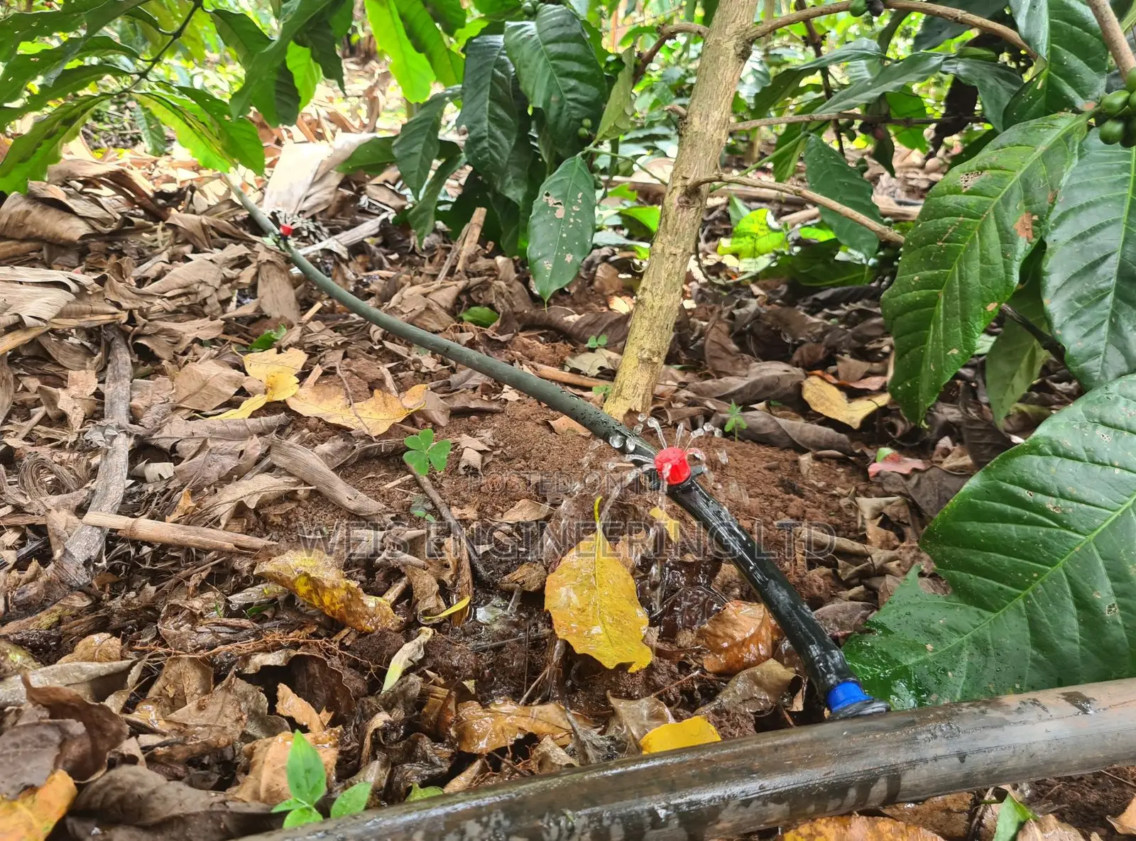 Irrigation Drippers With Multiple Outlet and Adjustable Flow