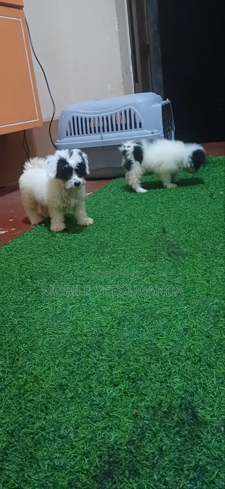 1-3 months Female Purebred Maltese