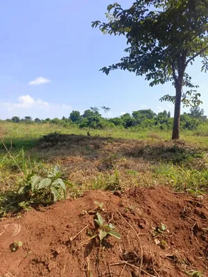 100 Fertile Acres in Kikyusa Luwero for Sale Each at 11m