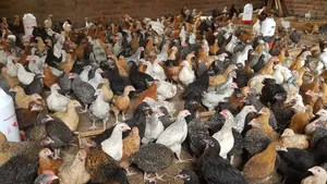 Bakusekamajja Mixed Farm