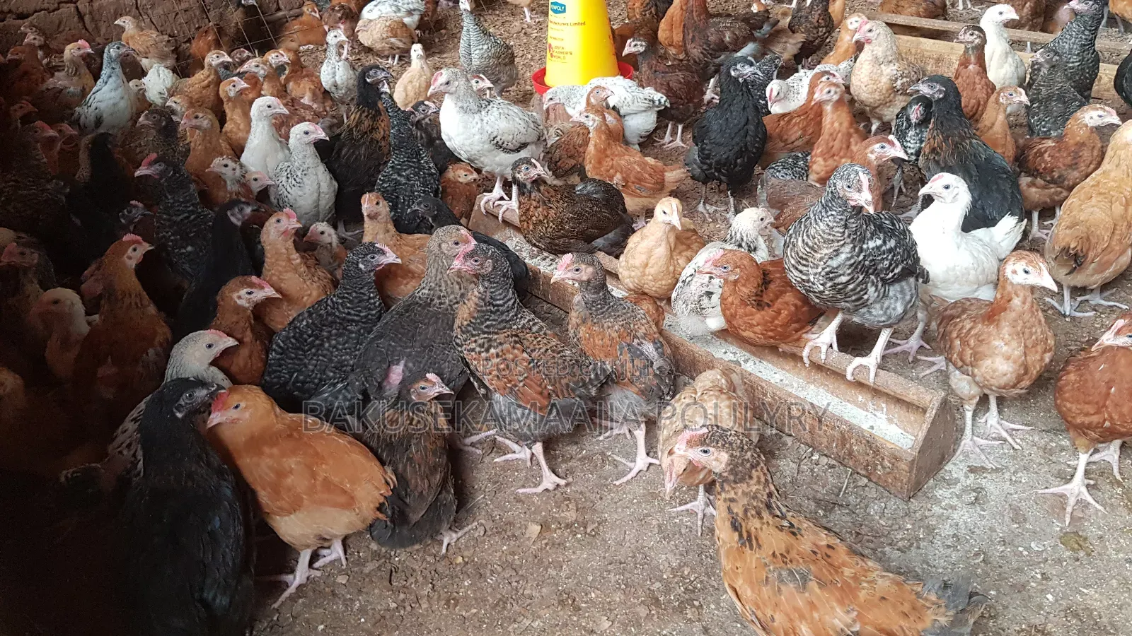 Bakusekamajja Mixed Farm
