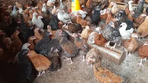Bakusekamajja Mixed Farm