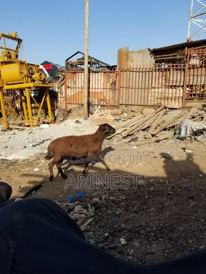 Black Female Sheep