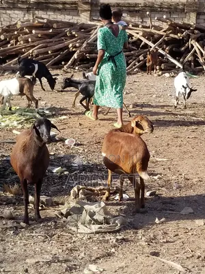 Black Female Sheep