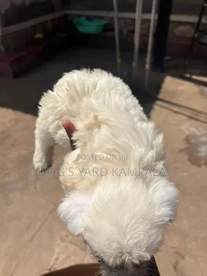 Photo - 1-3 months Male Purebred Maltese