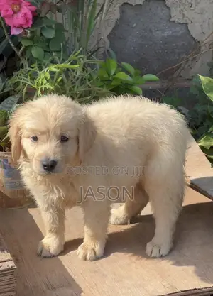 1-3 months Male Purebred Golden Retriever