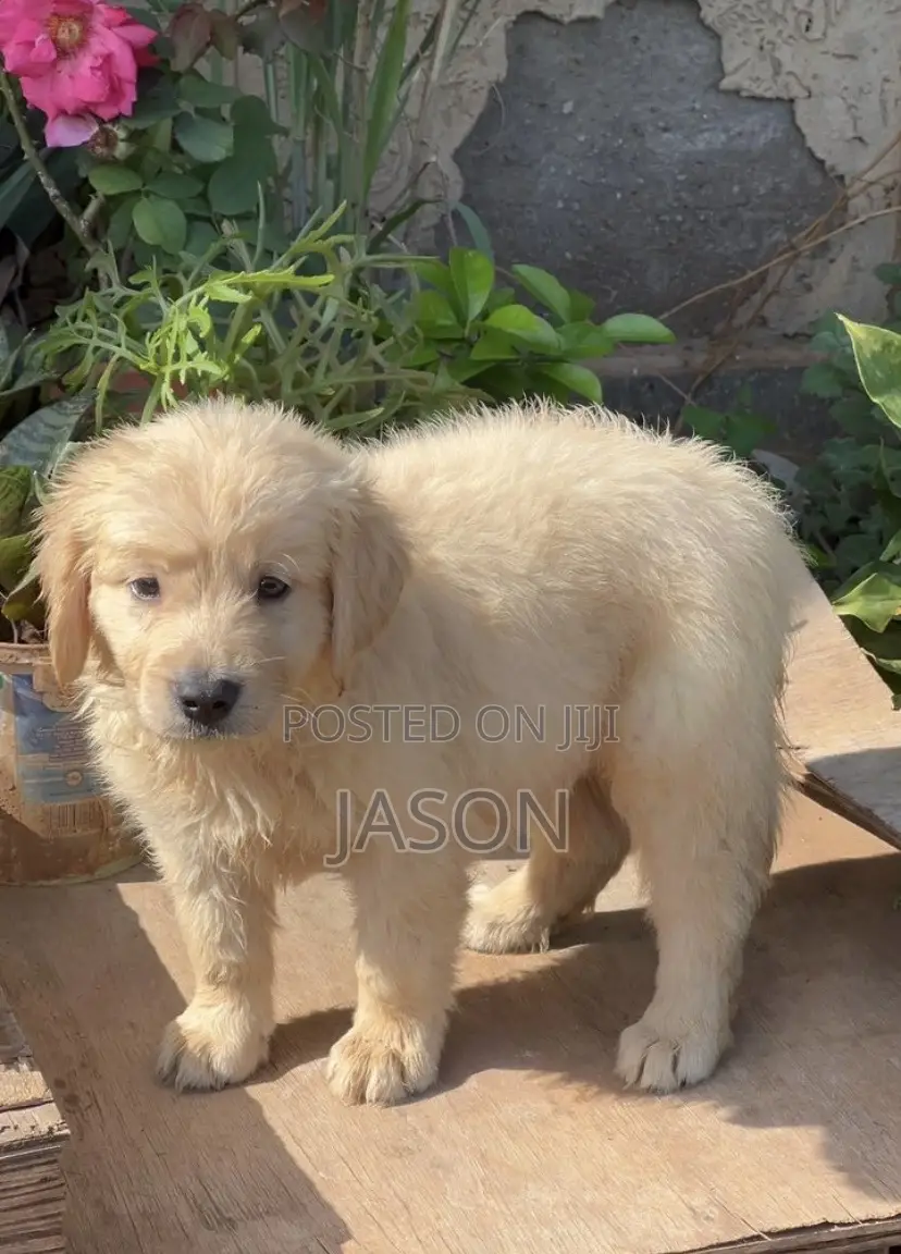 1-3 months Male Purebred Golden Retriever
