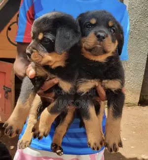 1-3 months Female Purebred Rottweiler