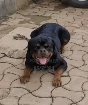 6-12 months Male Purebred Rottweiler