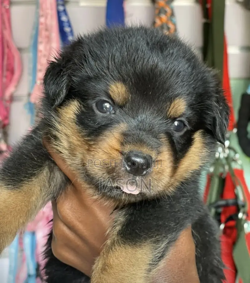 1-3 months Female Purebred Rottweiler