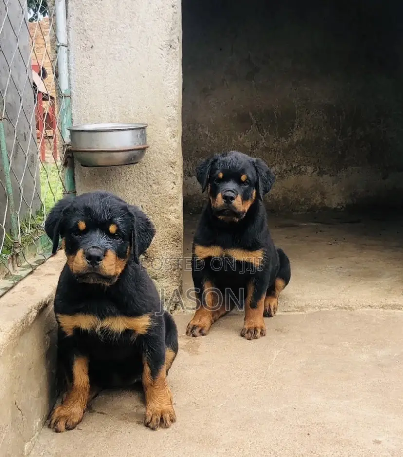 3-6 months Male Purebred Rottweiler