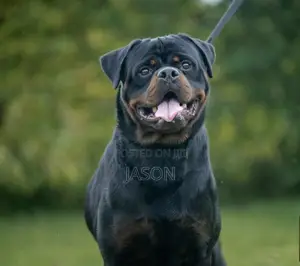 6-12 months Male Purebred Rottweiler