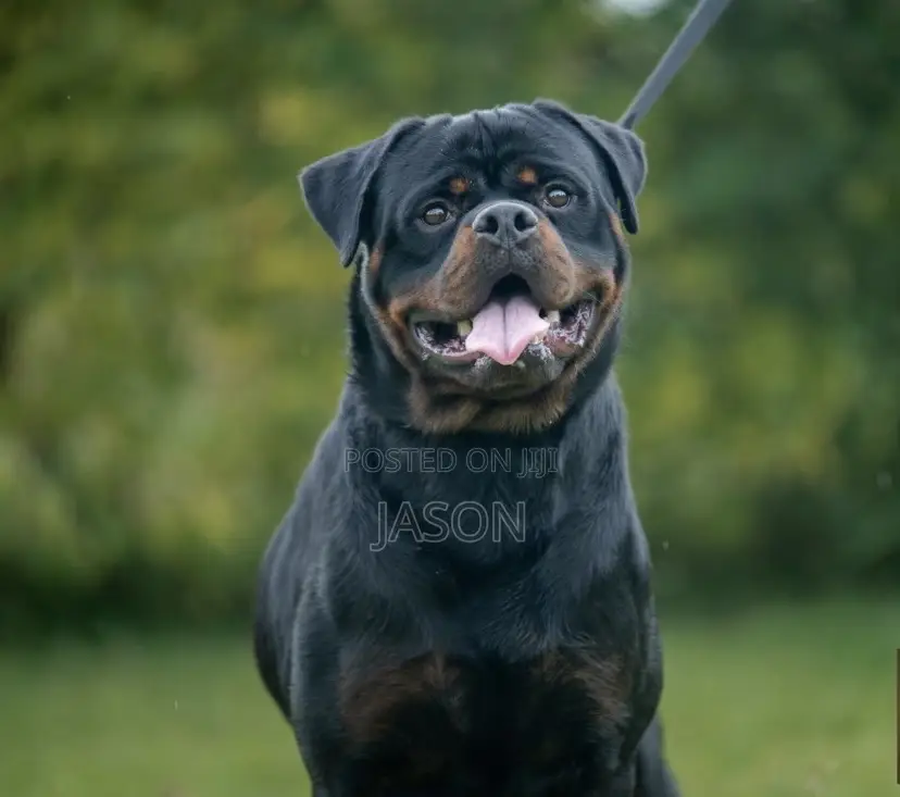 6-12 months Male Purebred Rottweiler