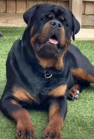 6-12 months Male Purebred Rottweiler