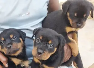 1-3 months Female Purebred Rottweiler