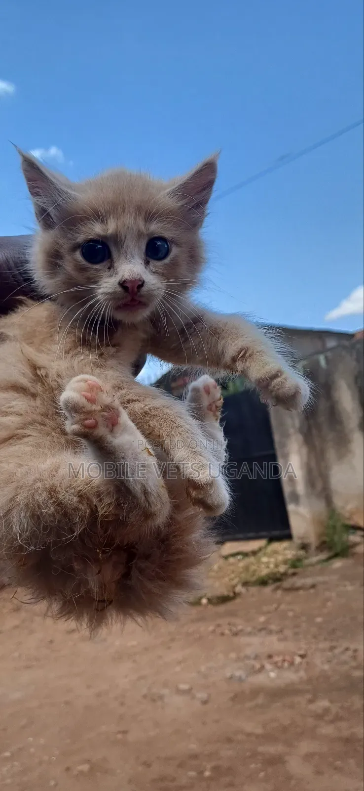 1-3 months Female Purebred European Burmese