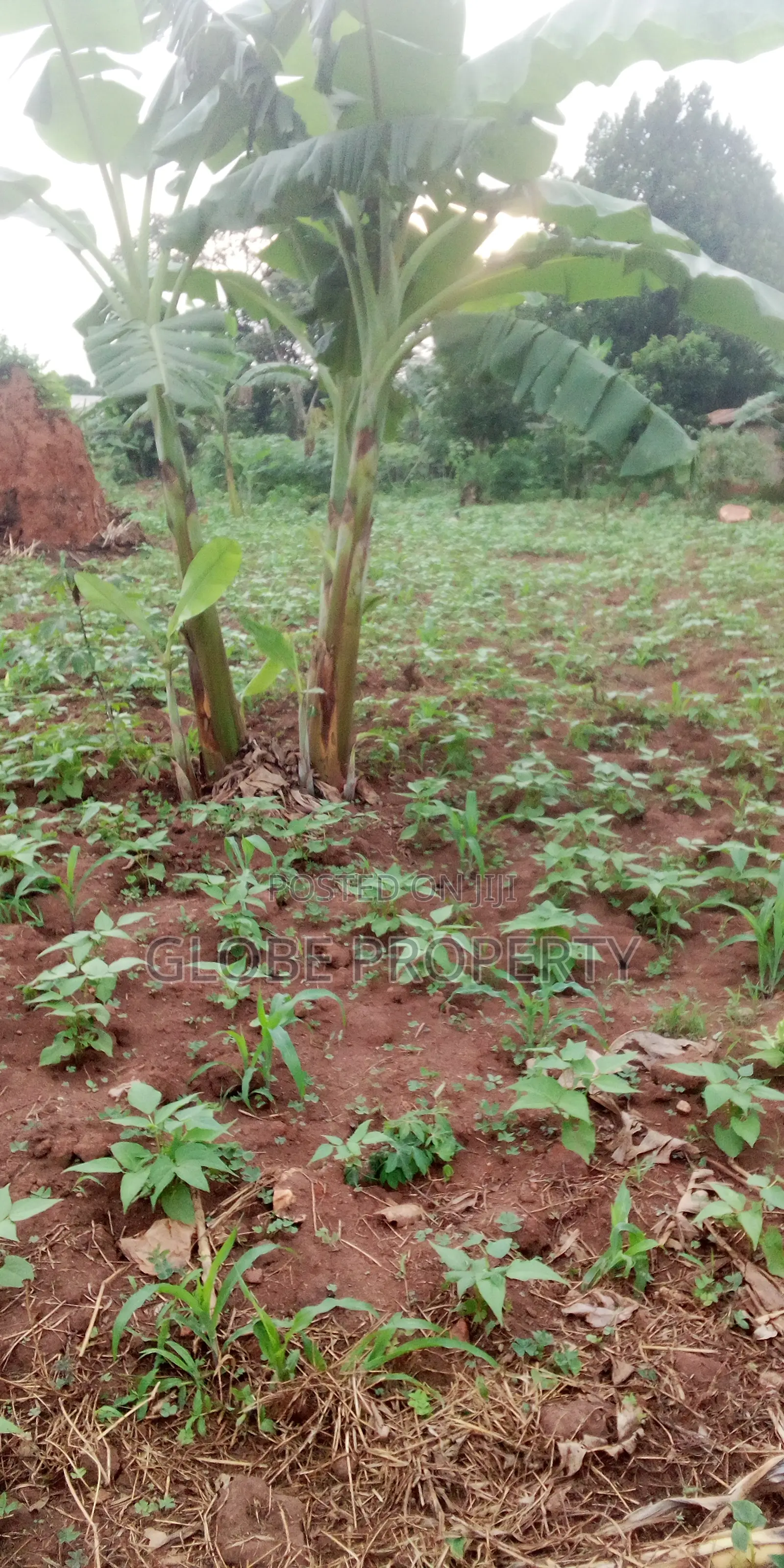 Plot for Sale in Gayaza Nakwero