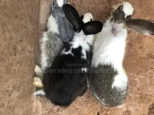 Photo - Rabbit Keeping