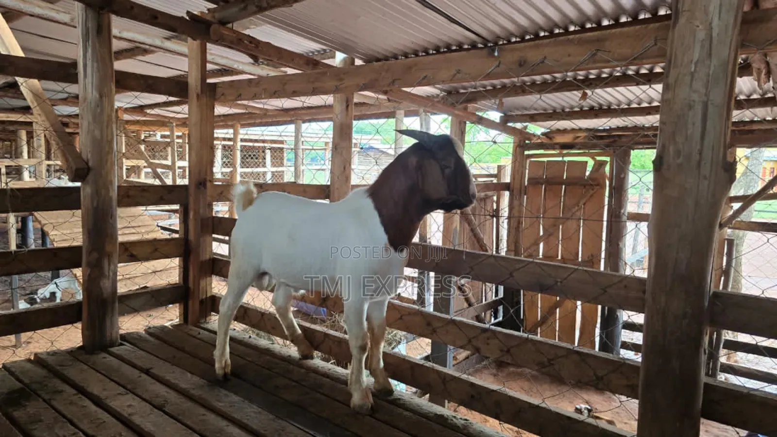 High Quality Male and Female Boer Goats Breeds
