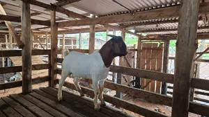 High Quality Male and Female Boer Goats Breeds