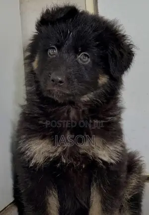 1-3 months Male Purebred German Shepherd