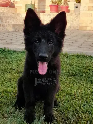 1-3 months Male Purebred German Shepherd