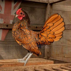 Selebrity Chicken at Ugx 1,200,000 a Pair