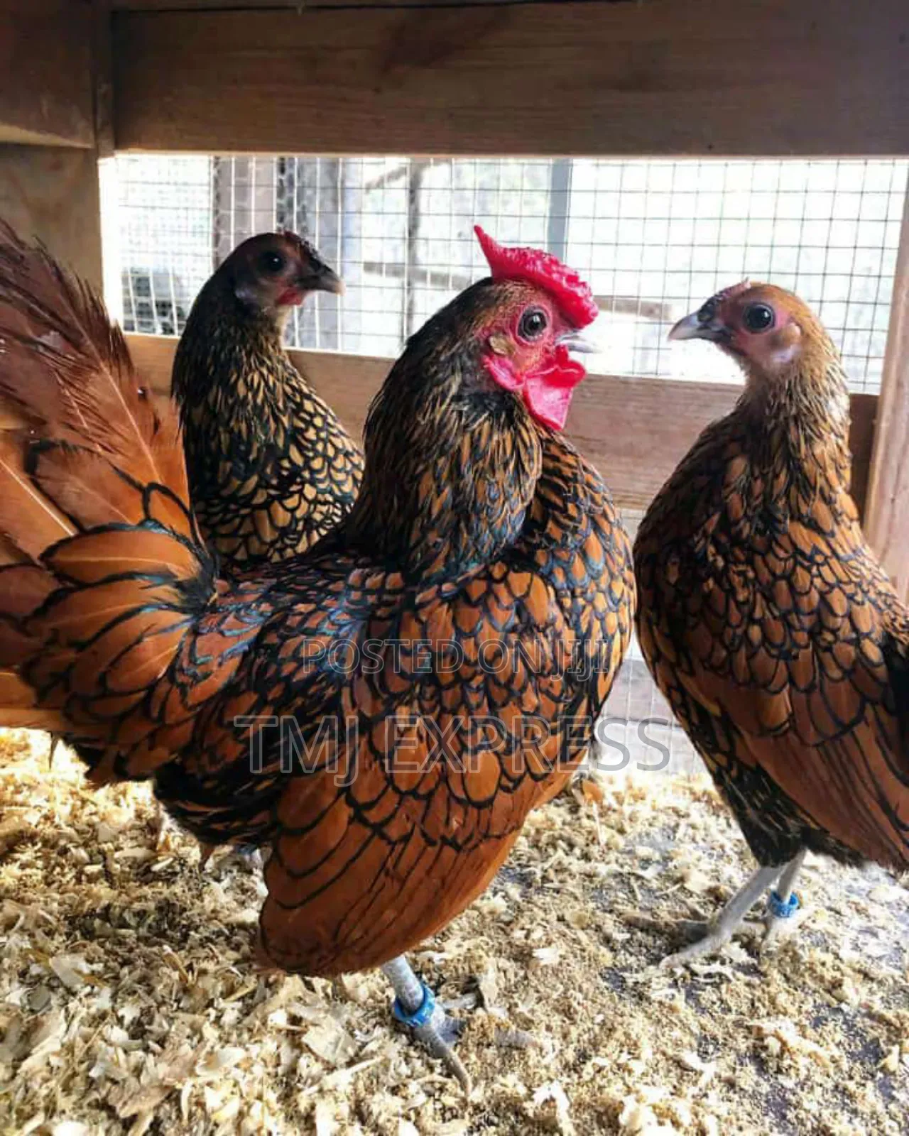 Selebrity Chicken at Ugx 1,200,000 a Pair
