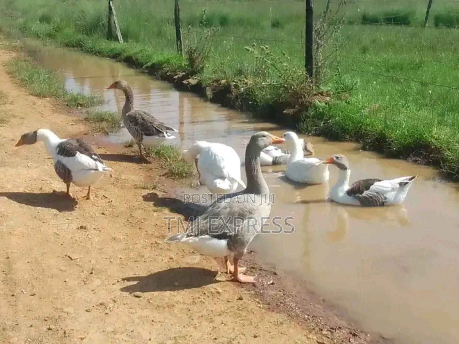 Mature Ready to Lay Roman Geese-460,000 a Pair