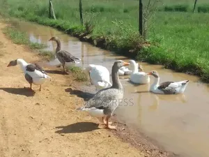 Mature Ready to Lay Roman Geese-460,000 a Pair