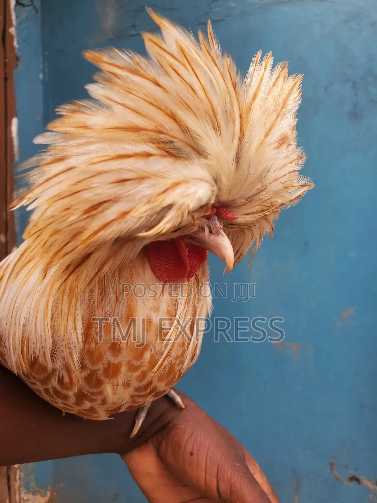 Polish Chicken,A Pair of Mature Ready to Lay-460,000
