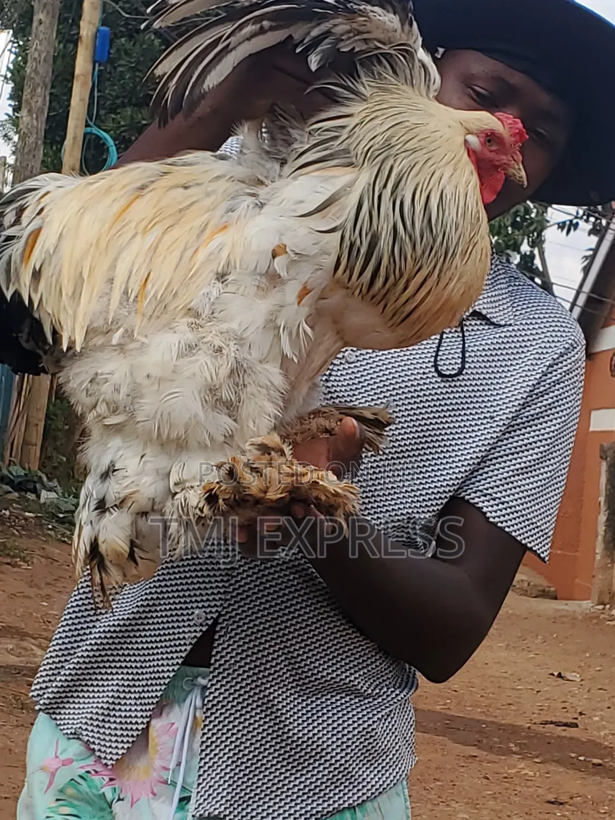 American Brahma Chicken Per Pair