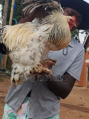 American Brahma Chicken Per Pair