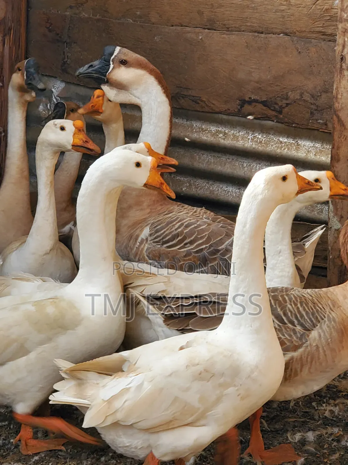 Mature Ready to Lay Rouen Ducks Per Pair