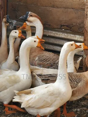 Mature Ready to Lay Rouen Ducks Per Pair
