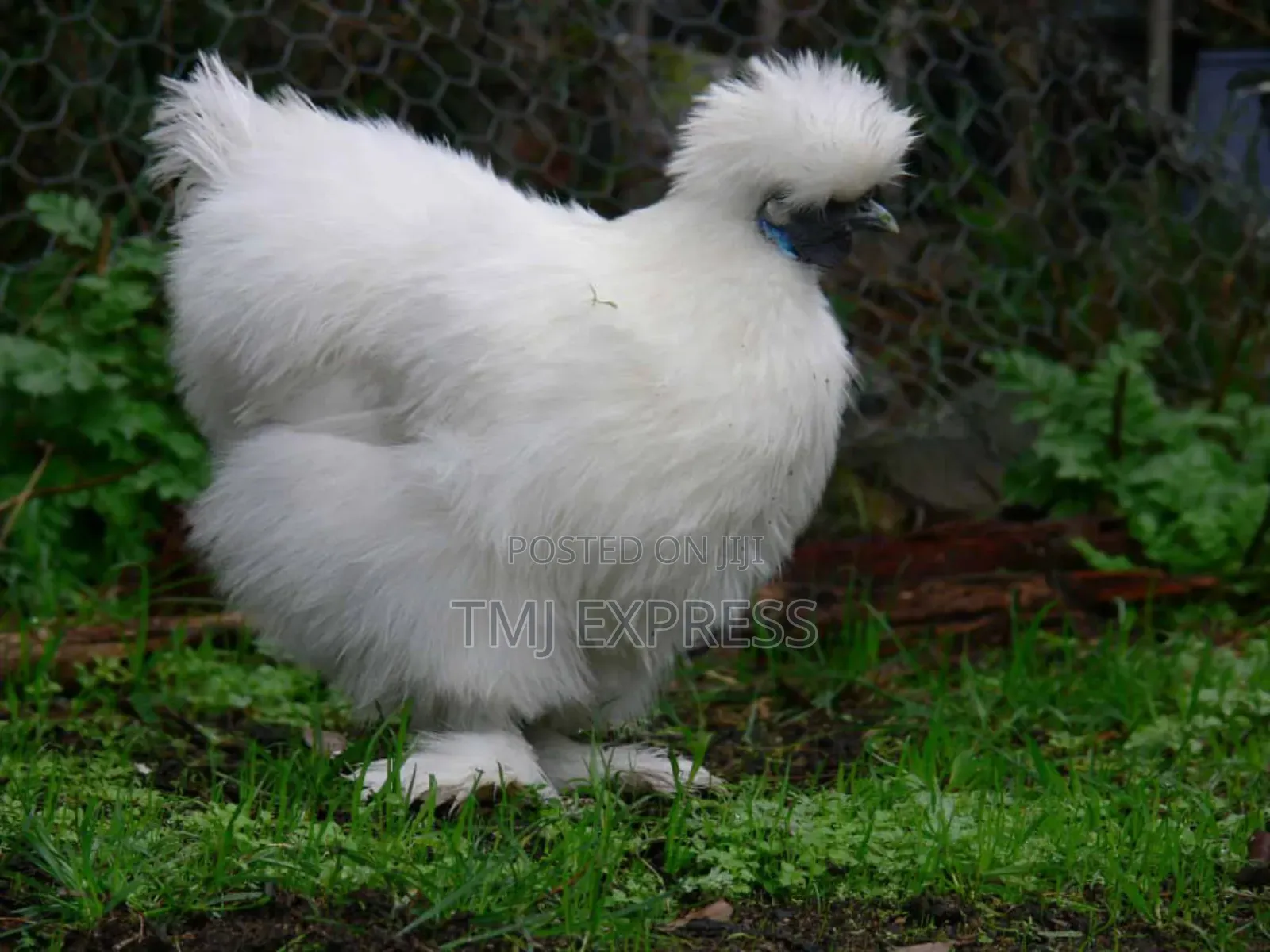 Mature Ready to Lay Chinese Silky Bantam Chicken Per Pair
