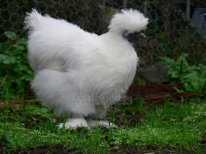 Mature Ready to Lay Chinese Silky Bantam Chicken Per Pair