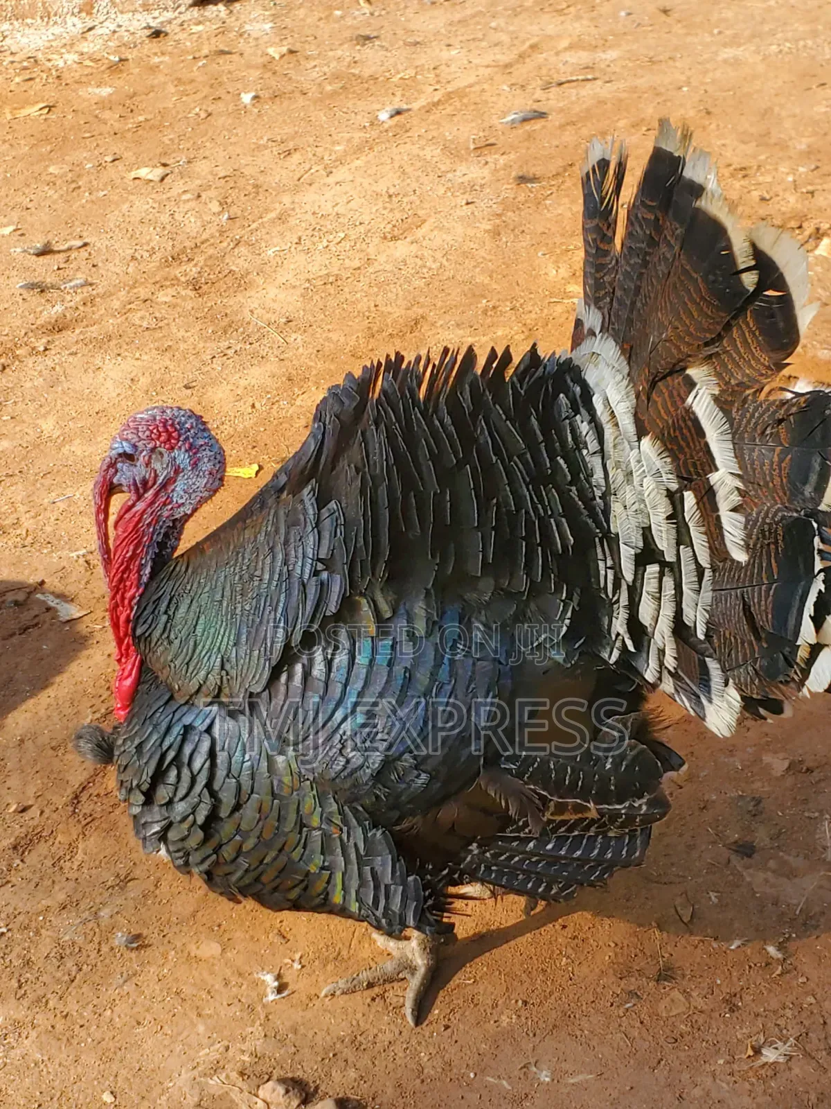 A Giant Male Turkey