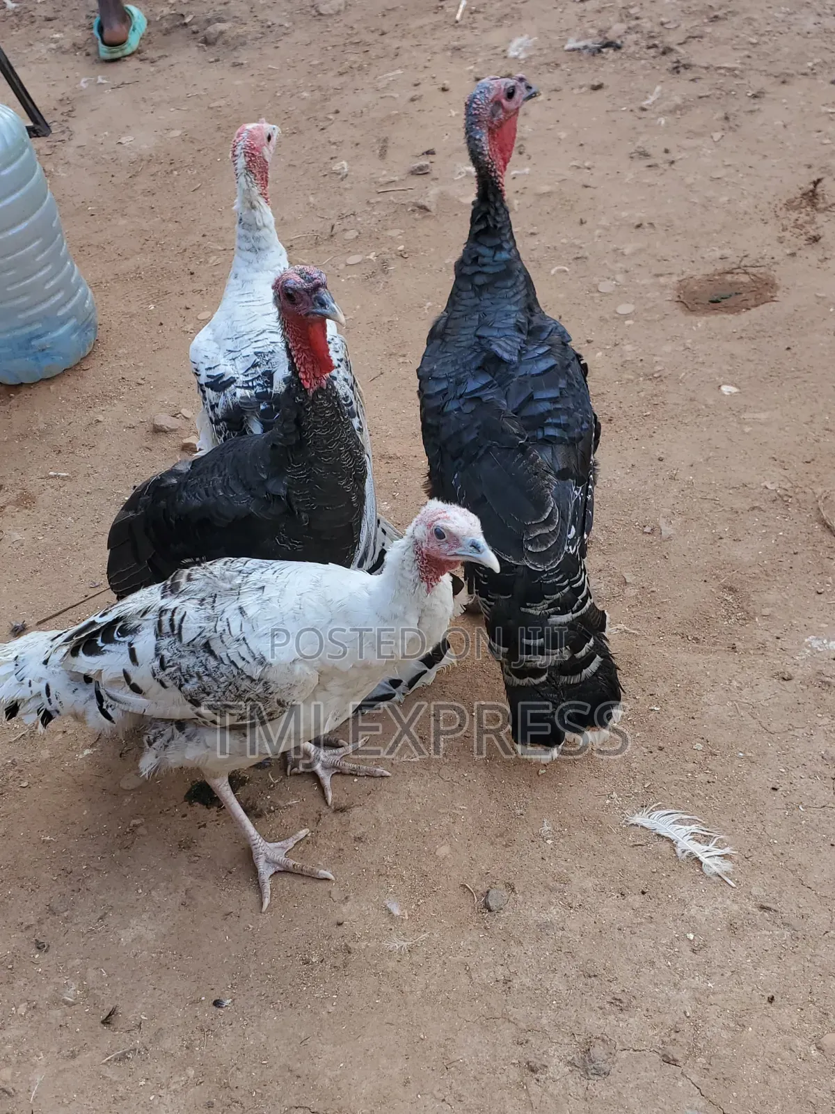 Medium Sized Turkeys