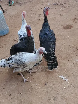 Medium Sized Turkeys