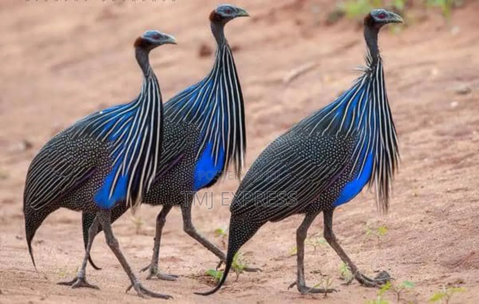 Vulturine Guinea Fowls Per Pair