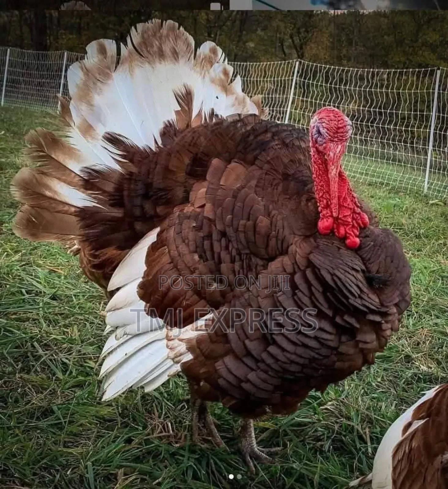 Mature Pair of Bourbon Red Turkeys