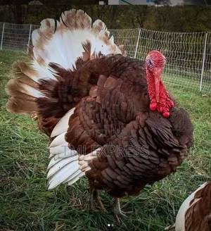 Mature Pair of Bourbon Red Turkeys