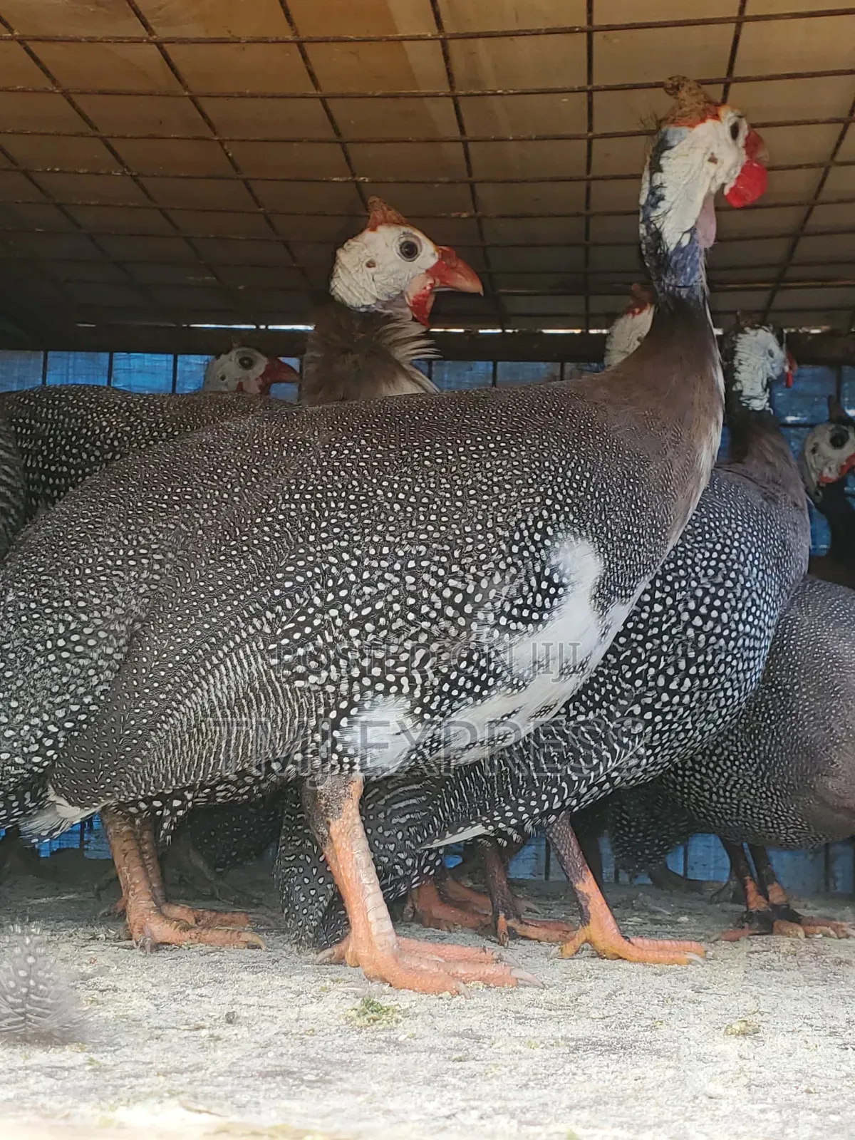 A Pair of Mature Ready to Lay Sparkled Guinea Fowls