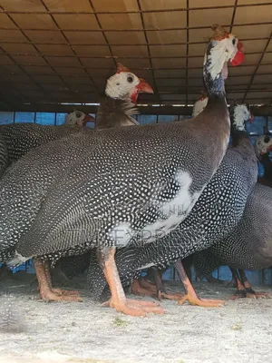 A Pair of Mature Ready to Lay Sparkled Guinea Fowls