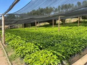 Best Coffee Seedlings and Affordable Prices