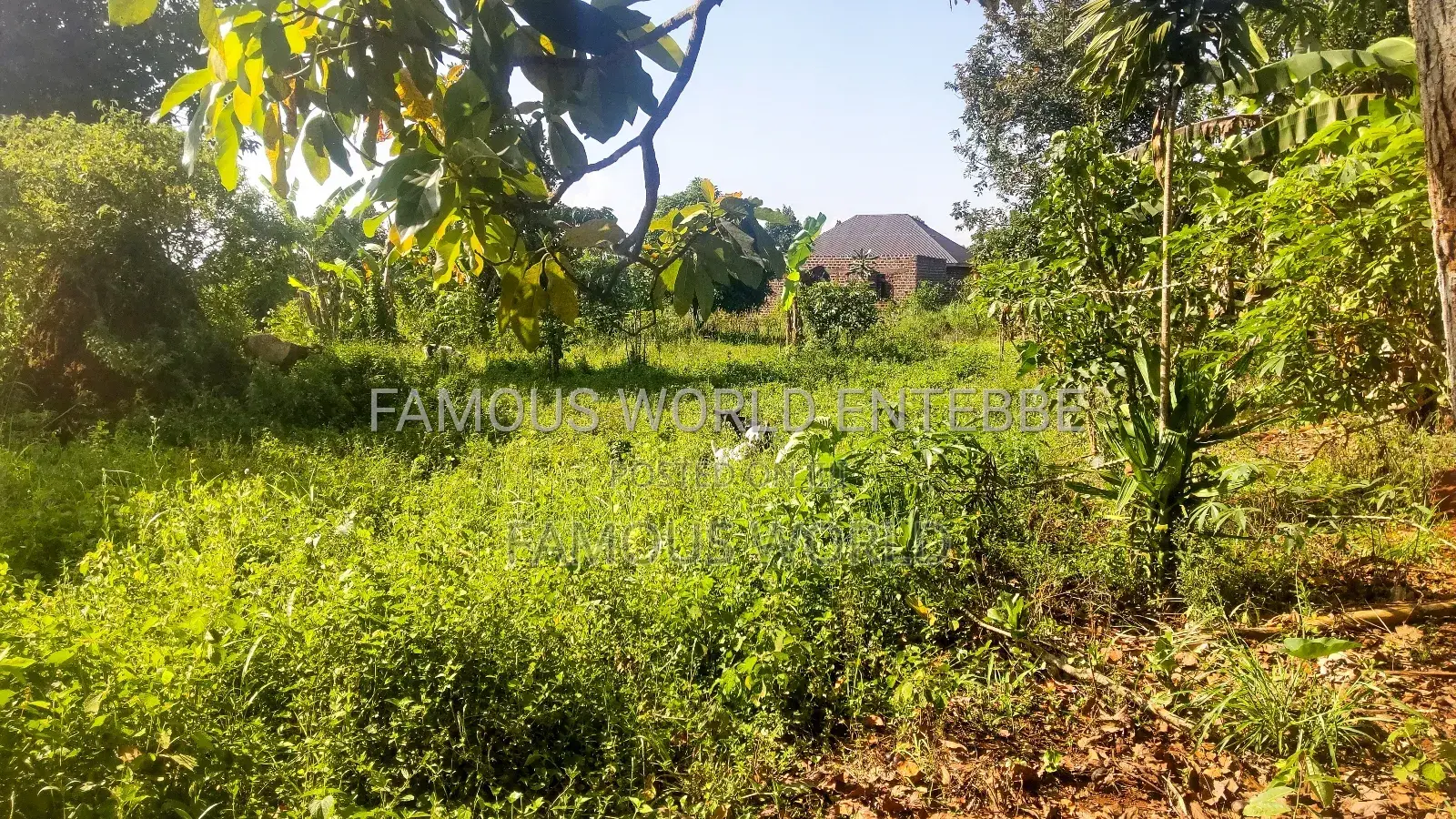 Entebbe Buwaya Plots on Sale