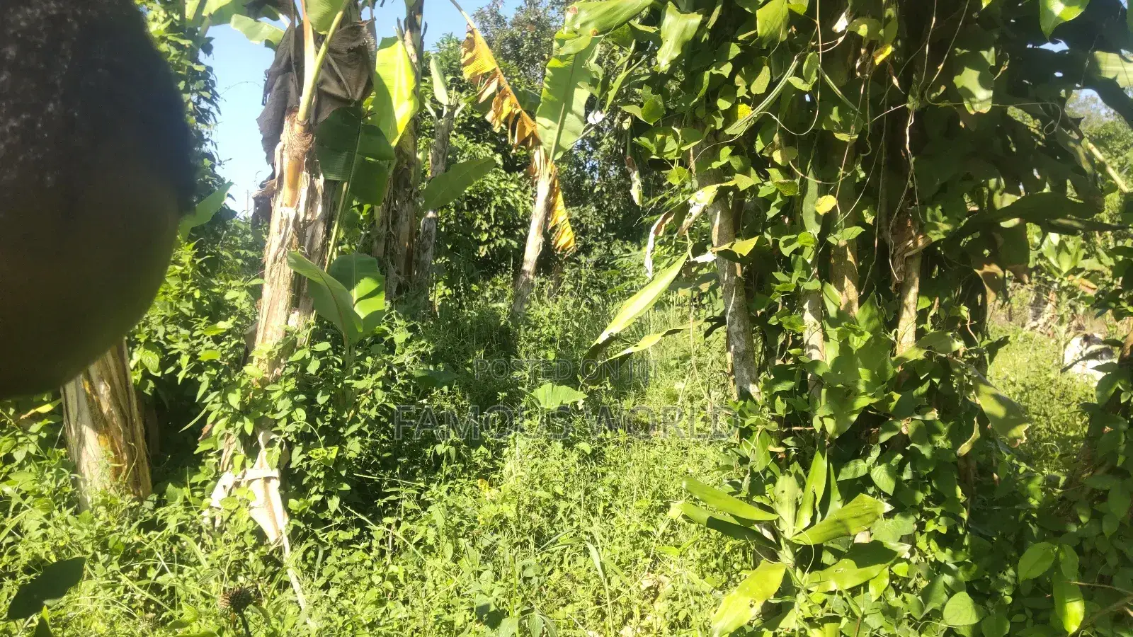 Entebbe Buwaya Plots on Sale