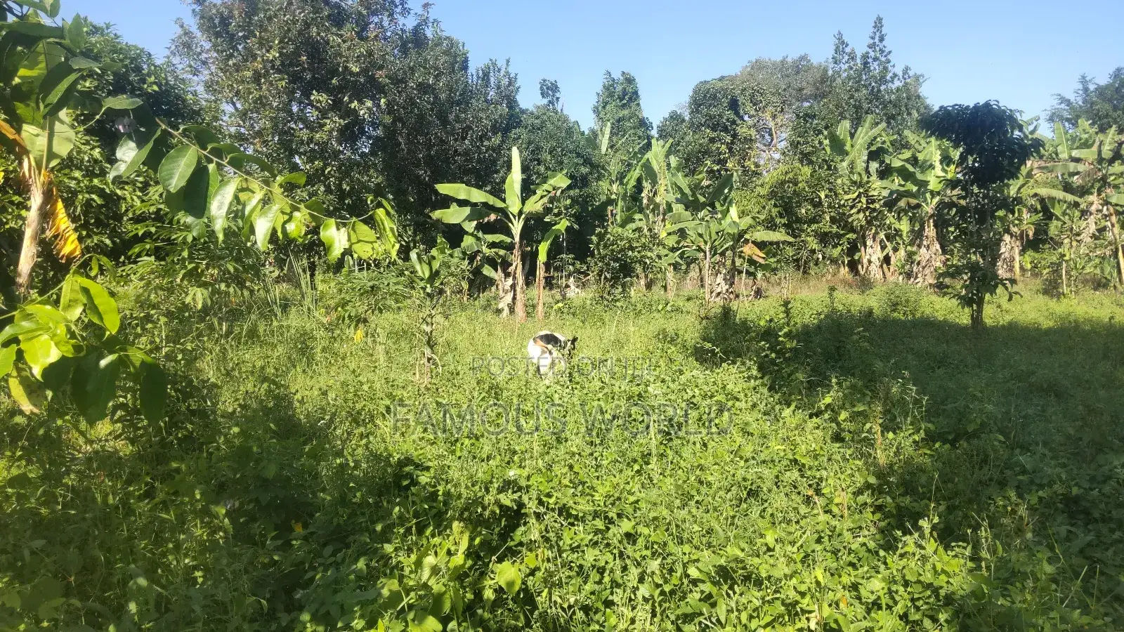 Entebbe Buwaya Plots on Sale