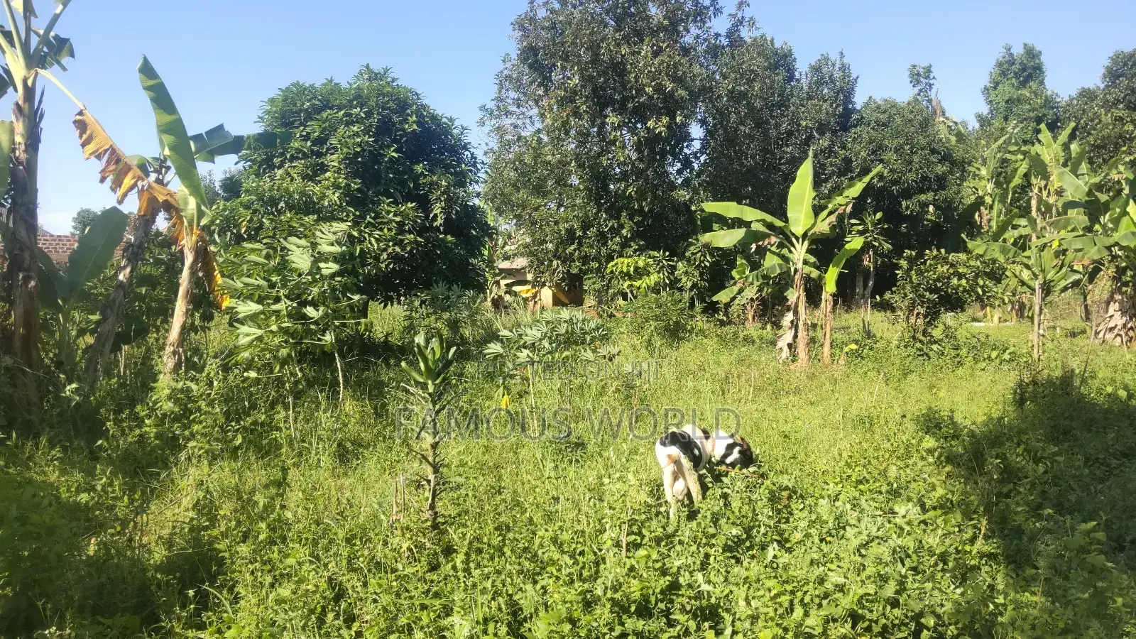 Entebbe Buwaya Plots on Sale